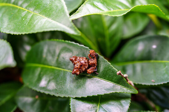 樹葉上的奇異生物