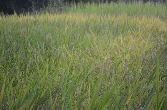 野草