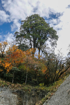 德欽孔雀山冬季秋景