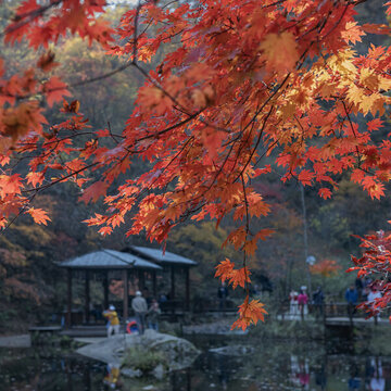 本溪大石湖紅葉