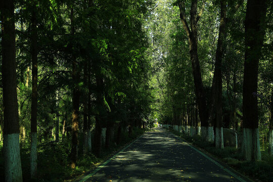 樹林