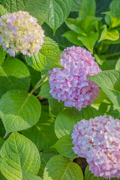 陶然亭公園繡球花