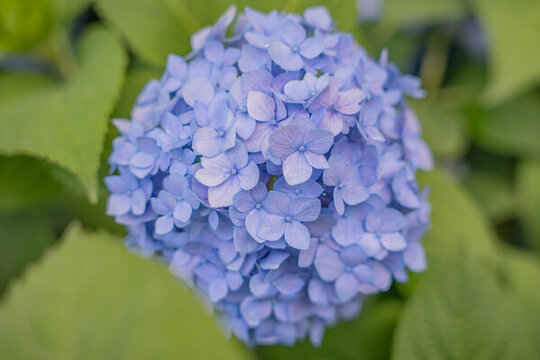 陶然亭公園繡球花