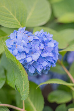陶然亭公園繡球花