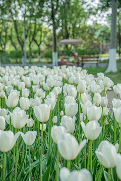 郁金香花開