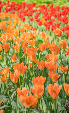 郁金香花海