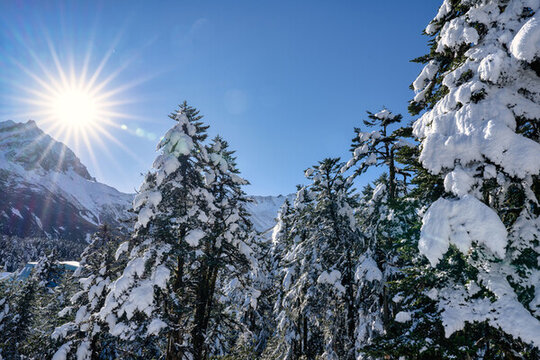 四川甘孜海螺溝冬季森林植被的雪景