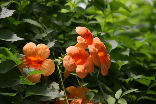 天堂鳥花卉