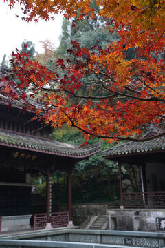 紅楓