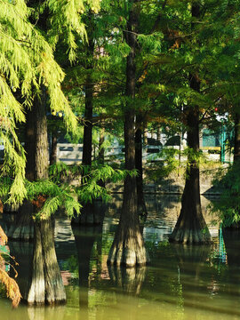 城市公園水杉