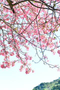 異木棉花開