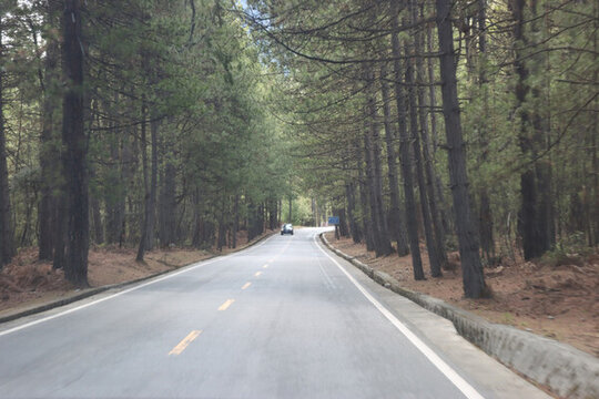 林蔭道路