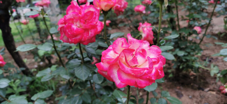 月季花