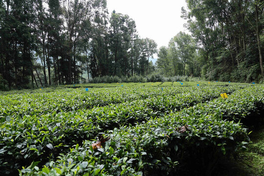 茶園育種培育茶葉紅茶