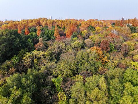 鐘山風(fēng)光