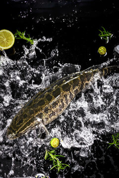 新鮮黑魚