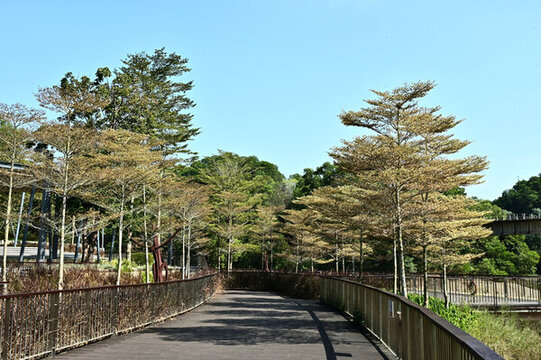 深圳雪竹徑公園自然景觀