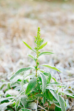 掛霜艾納香