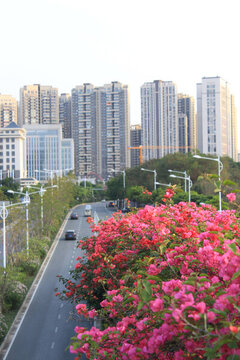 南寧隨處可見的三角梅街景