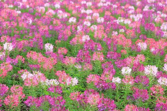 醉蝶花