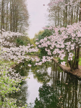 上海共青森林公園春天櫻花