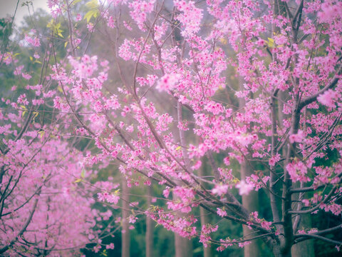 櫻花