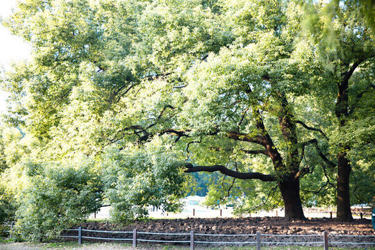 公園秋景