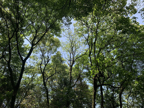沐浴陽(yáng)光的青翠樹林