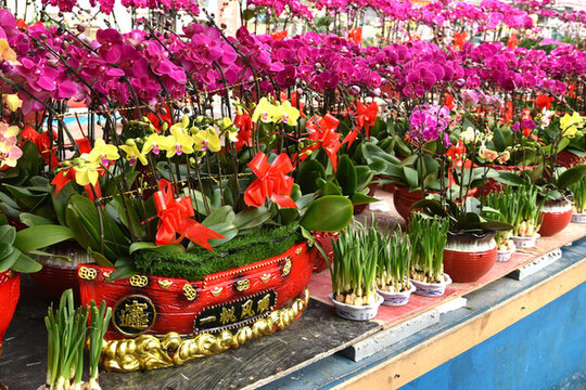 年花市場蝴蝶蘭