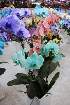 春節(jié)花市蝴蝶蘭