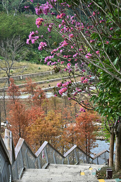 深圳頭坡公園冬天的落羽杉景觀