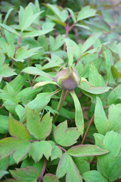中山公園蘭花花苞