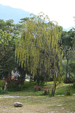 深圳頭坡公園自然景觀