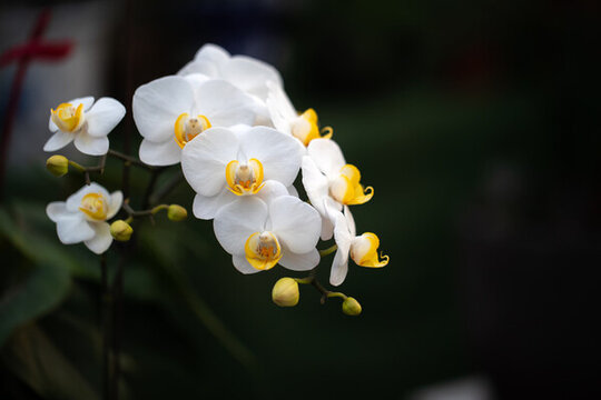 黃心白蘭花高清圖