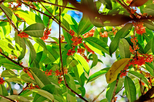 桂花盛開(kāi)