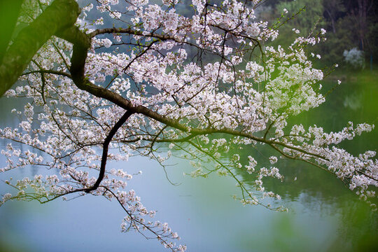 櫻花湖泊