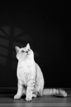 小貓咪