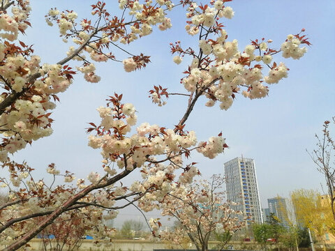 普賢象櫻花