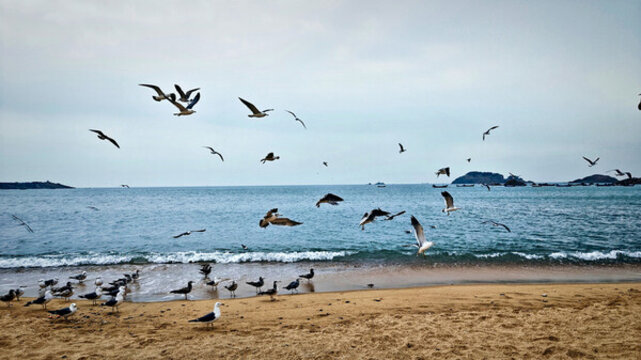 海邊飛翔的海鷗