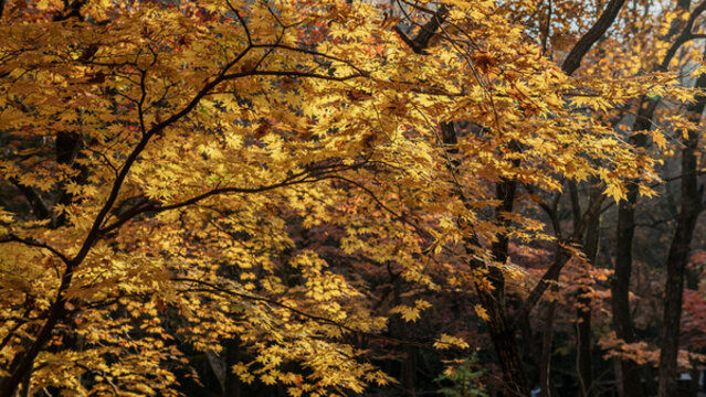 本溪關(guān)門山紅葉