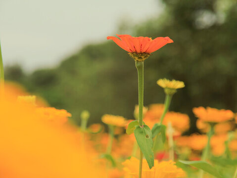 公園花卉百日菊花園