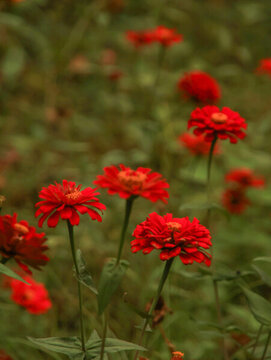 百日菊紅色