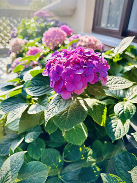 繡球花
