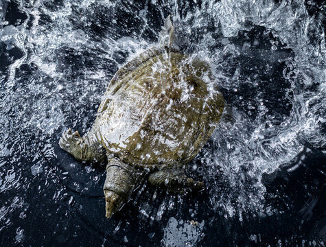 綠卡水魚