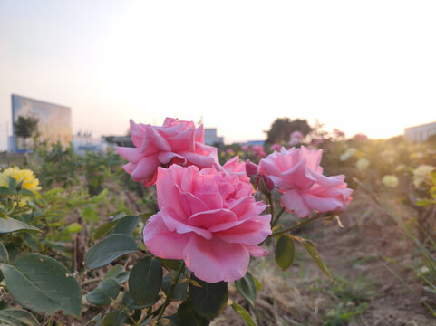 月季花開