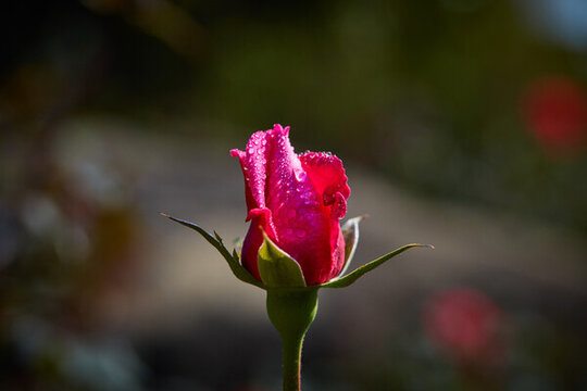 玫瑰花