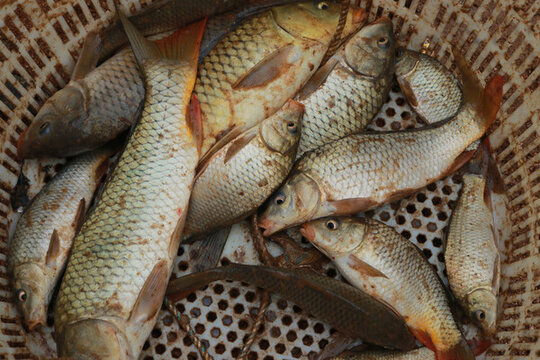 鯉魚