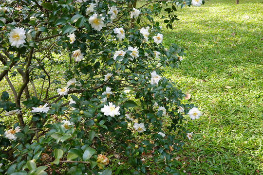 綠色草坪公園