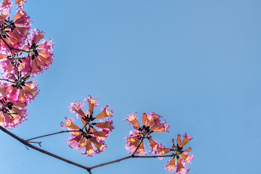紫花風(fēng)鈴木