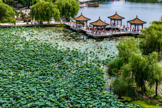 荷花盛開的長春南湖公園